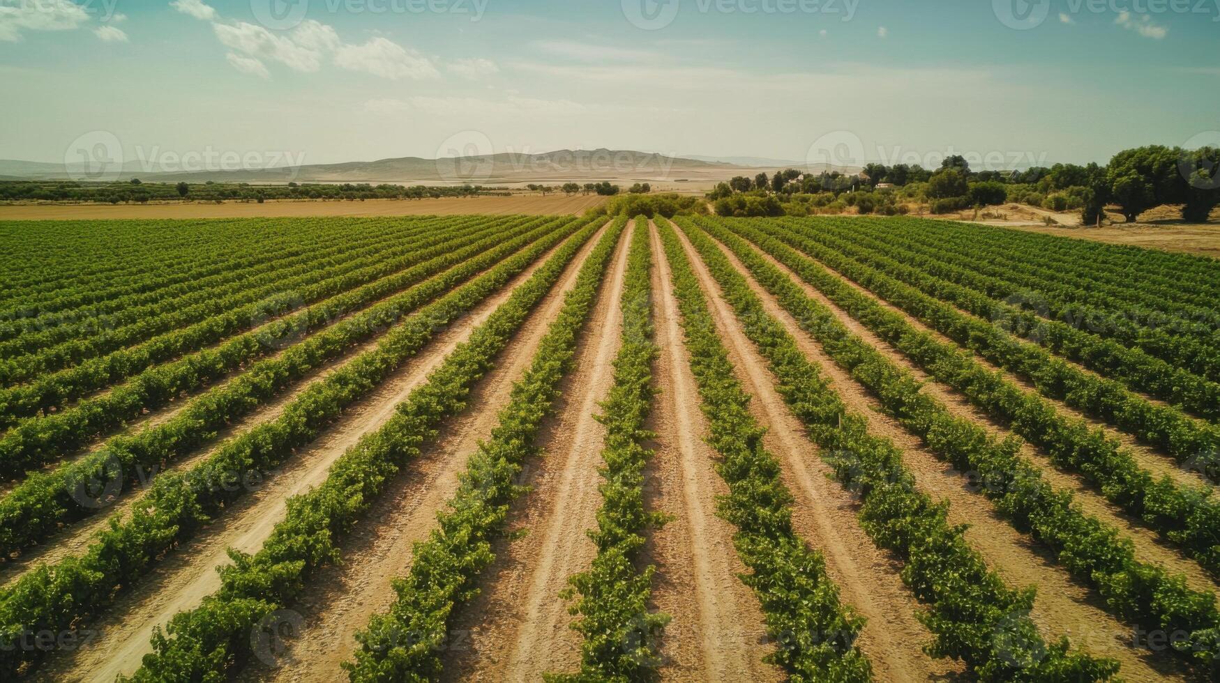 Vineyard landscape view from above. Rows of green plants in field. Farmland with mountain in the background on a sunny day. Rural area with trees. photo