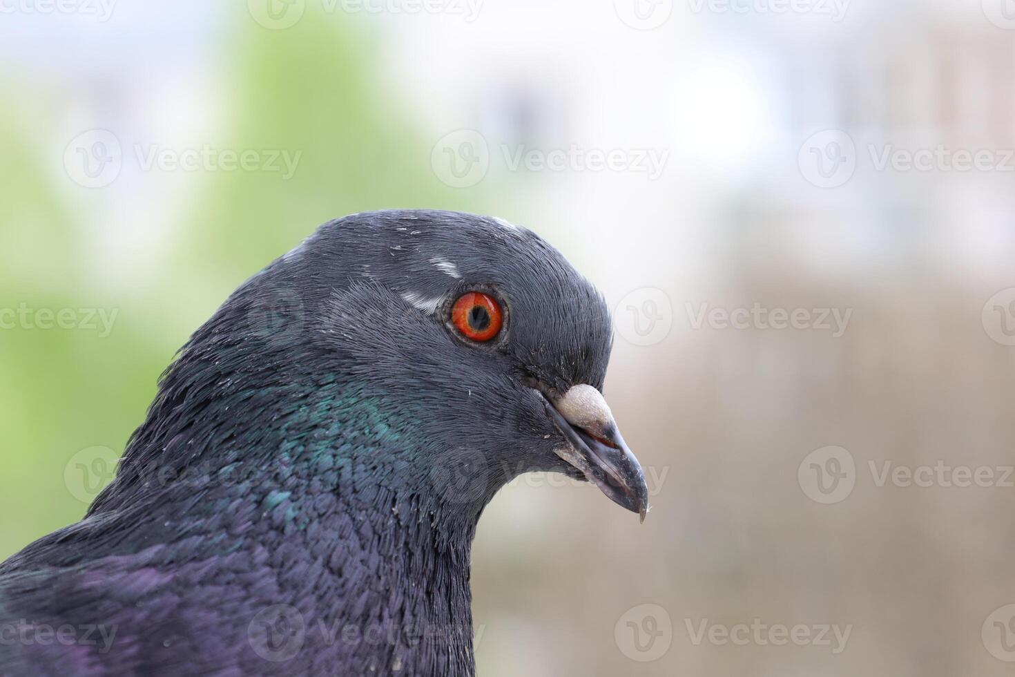 Male Pigeon closeup portrait, bird on the window, summer day, pigeon beautiful portrait, pigeons eyes in macro, Extreme Close Up photo