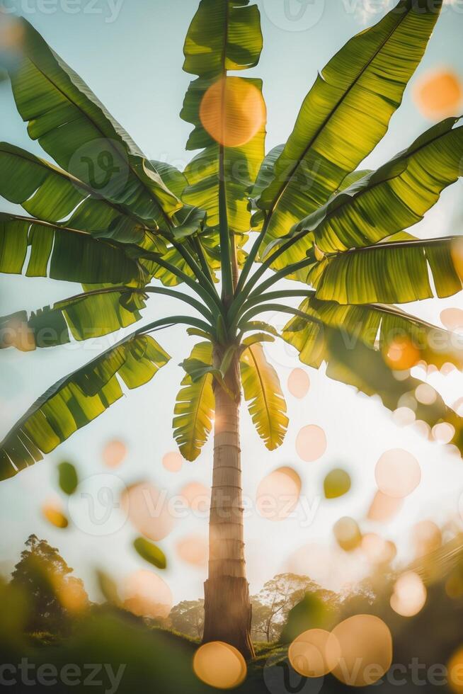 Tall banana tree with vibrant green leaves illuminated by sunlight in a natural setting during the golden hour photo