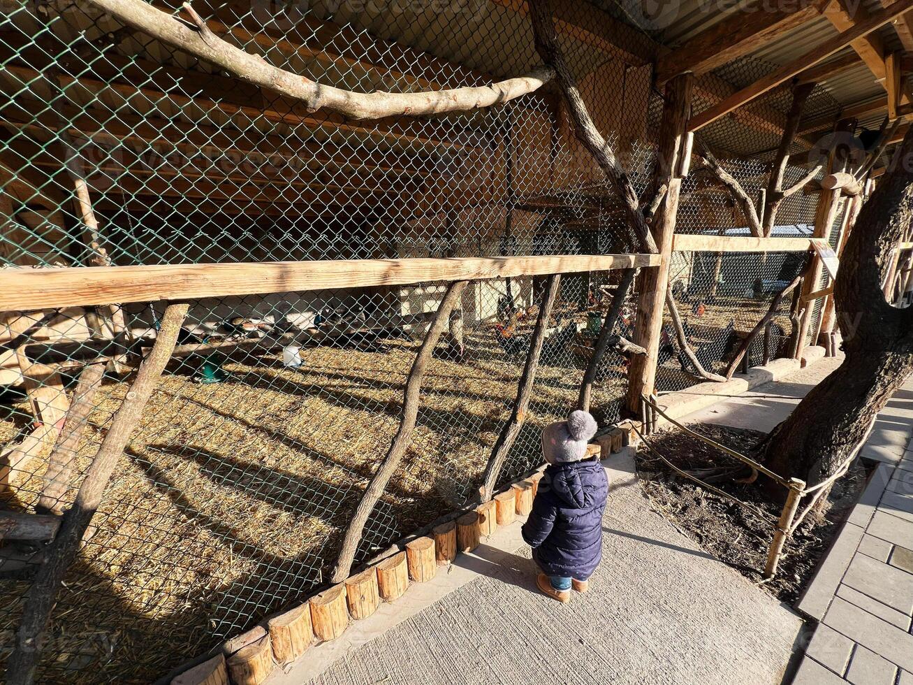 Child observing animals in a zoo cage with wooden structure photo