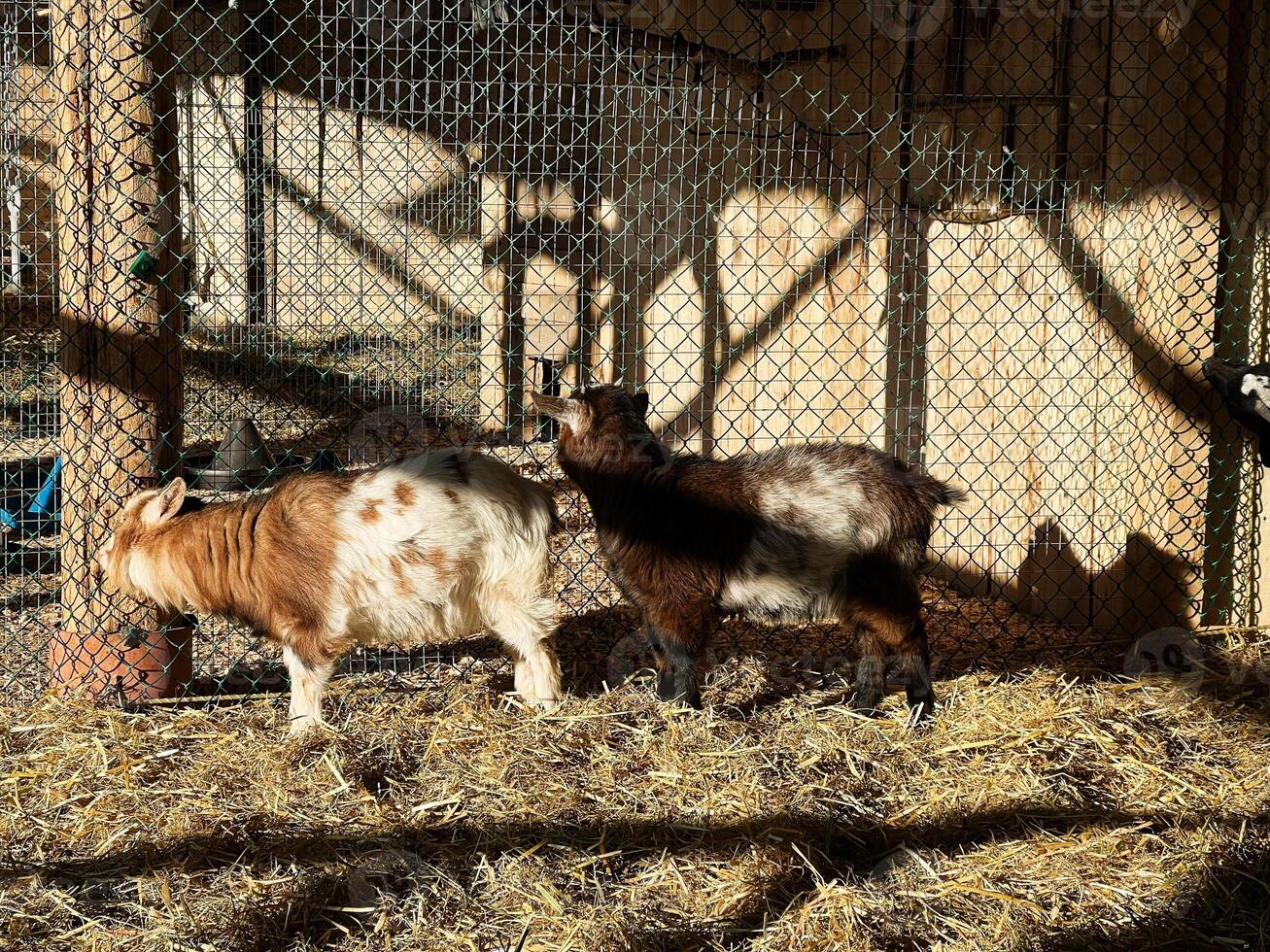 Two goats in a sunlight-lit enclosure with hay and metal fencing photo