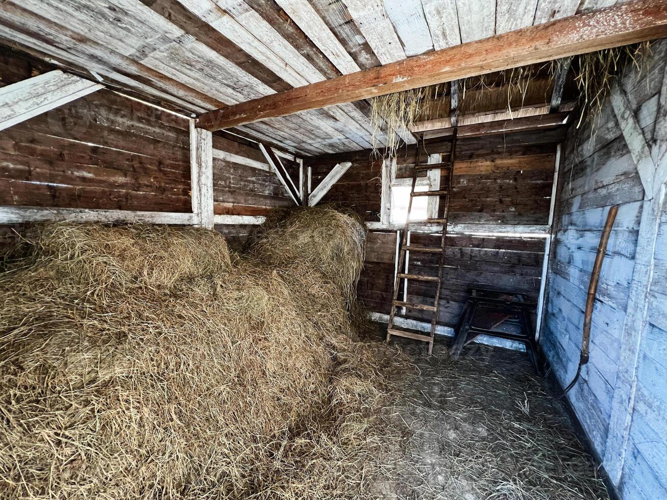Interior of old wooden barn with hay piles and rustic ladder alongside walls photo