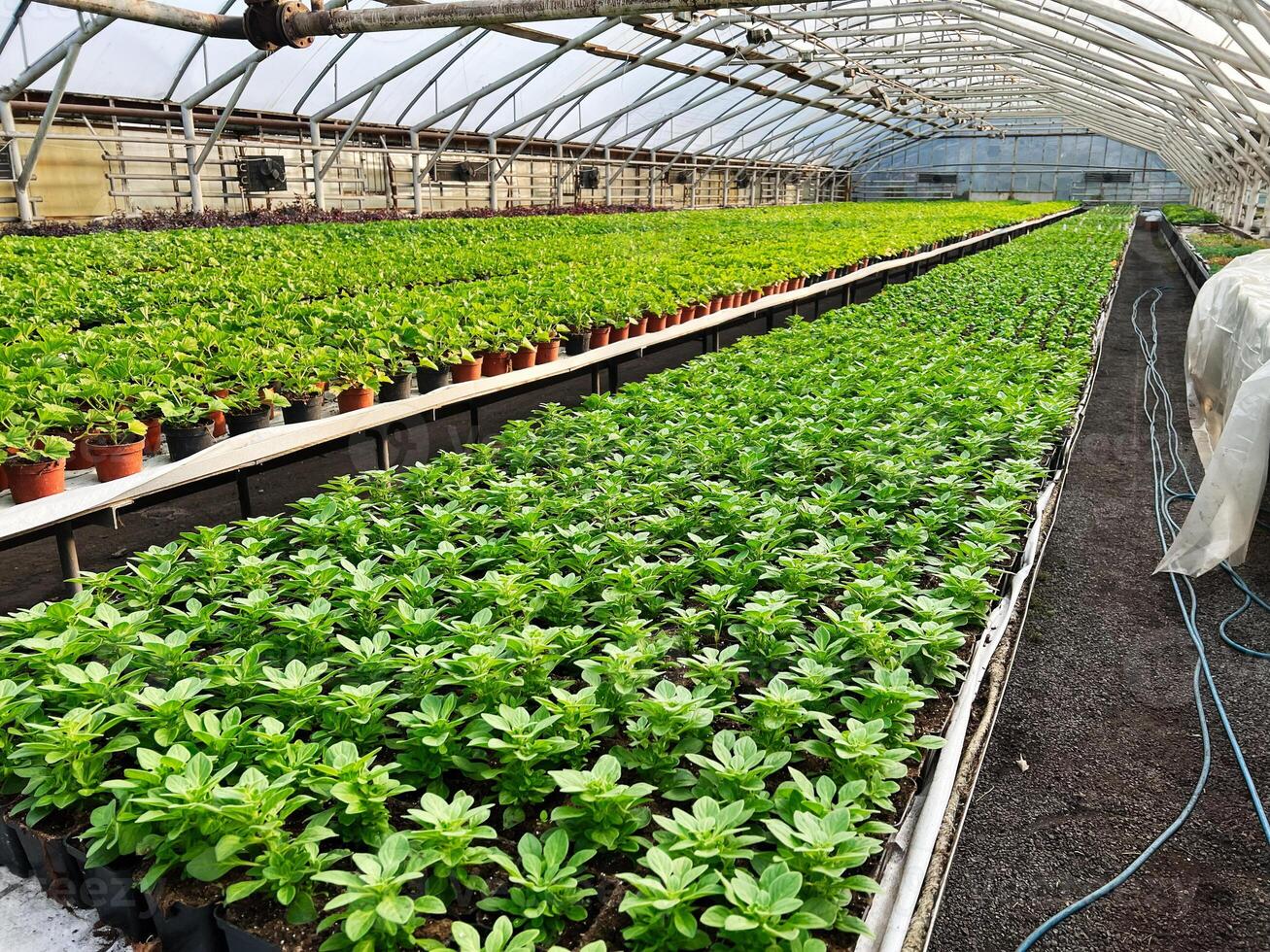 Greenhouse with rows of vibrant plants growing in small pots photo