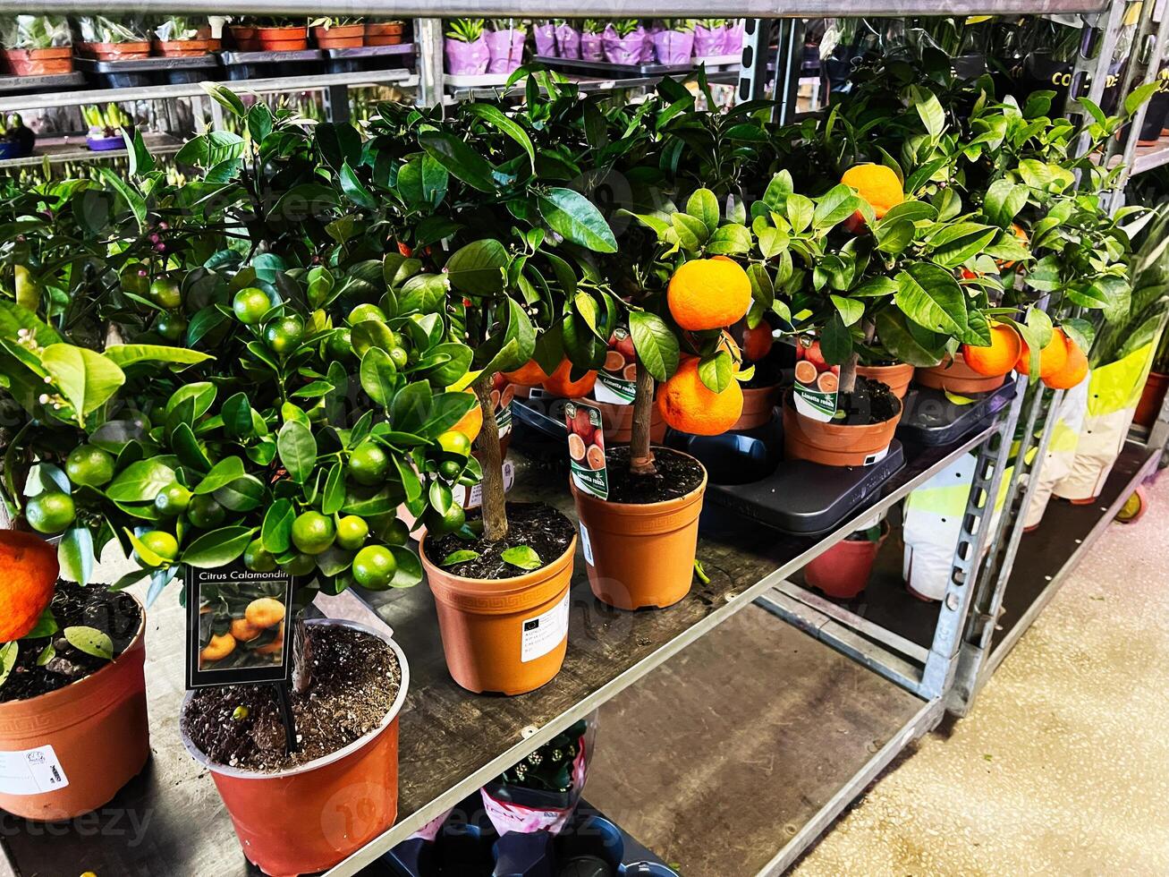 Potted citrus trees with fruits displayed on shelves in a garden shop photo