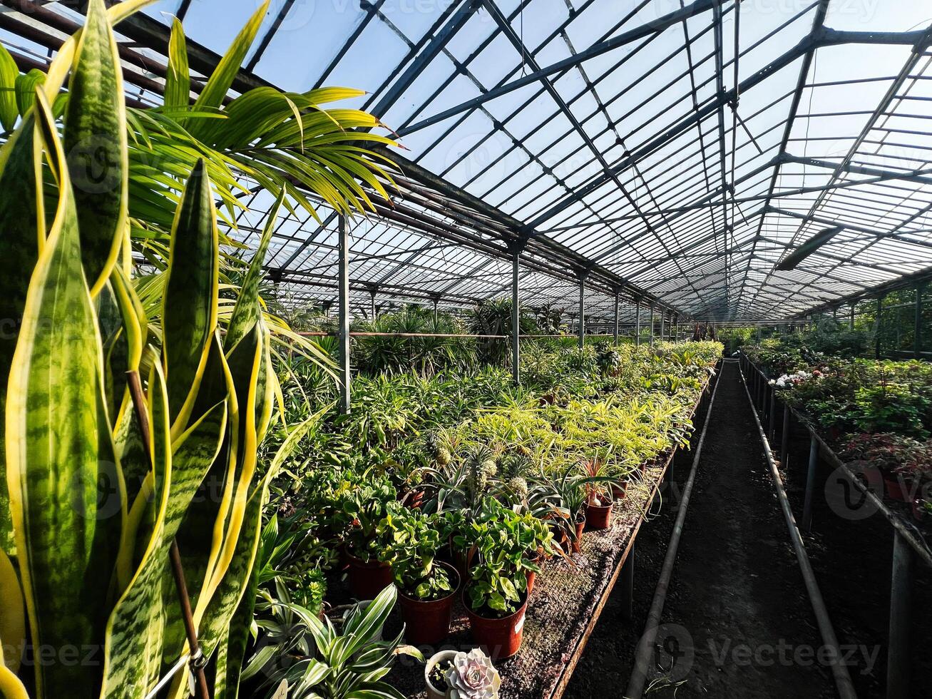 Sunlit greenhouse showcasing vibrant plants arranged in rows under a clear roof photo