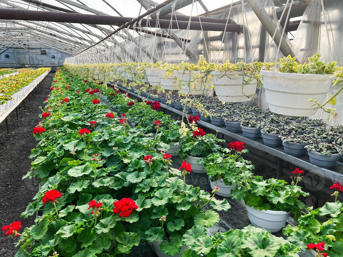 Greenhouse filled with flowering and leafy plants in arranged rows photo
