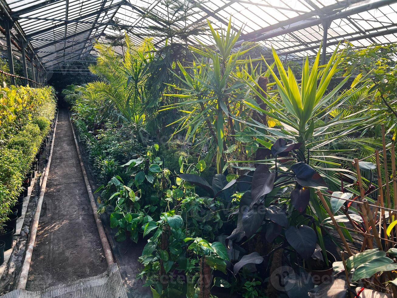 Lush greenhouse environment with a diverse array of thriving green plants photo