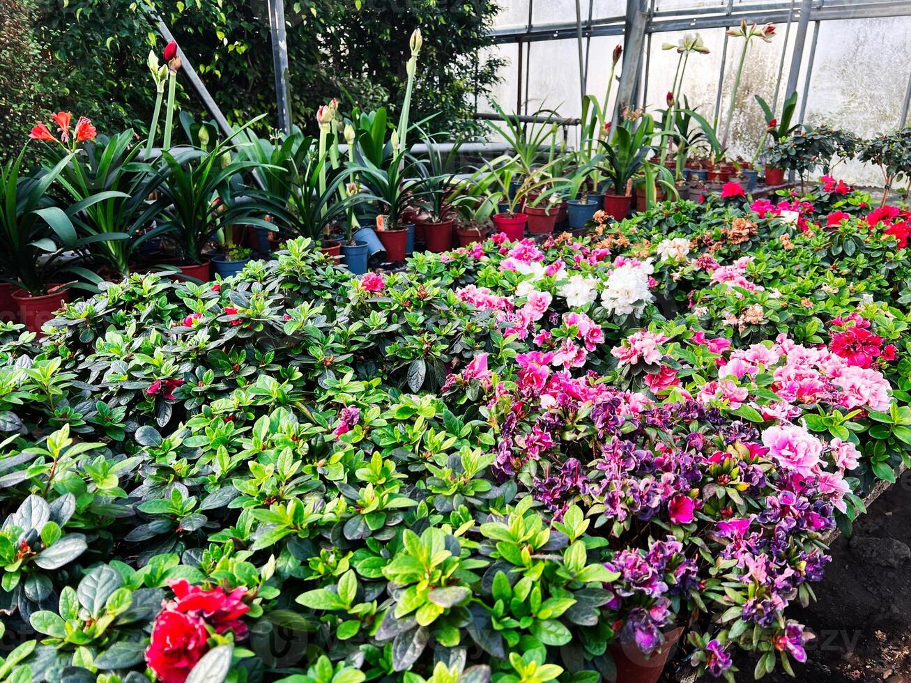 Colorful flowering plants displayed in a greenhouse garden nursery photo