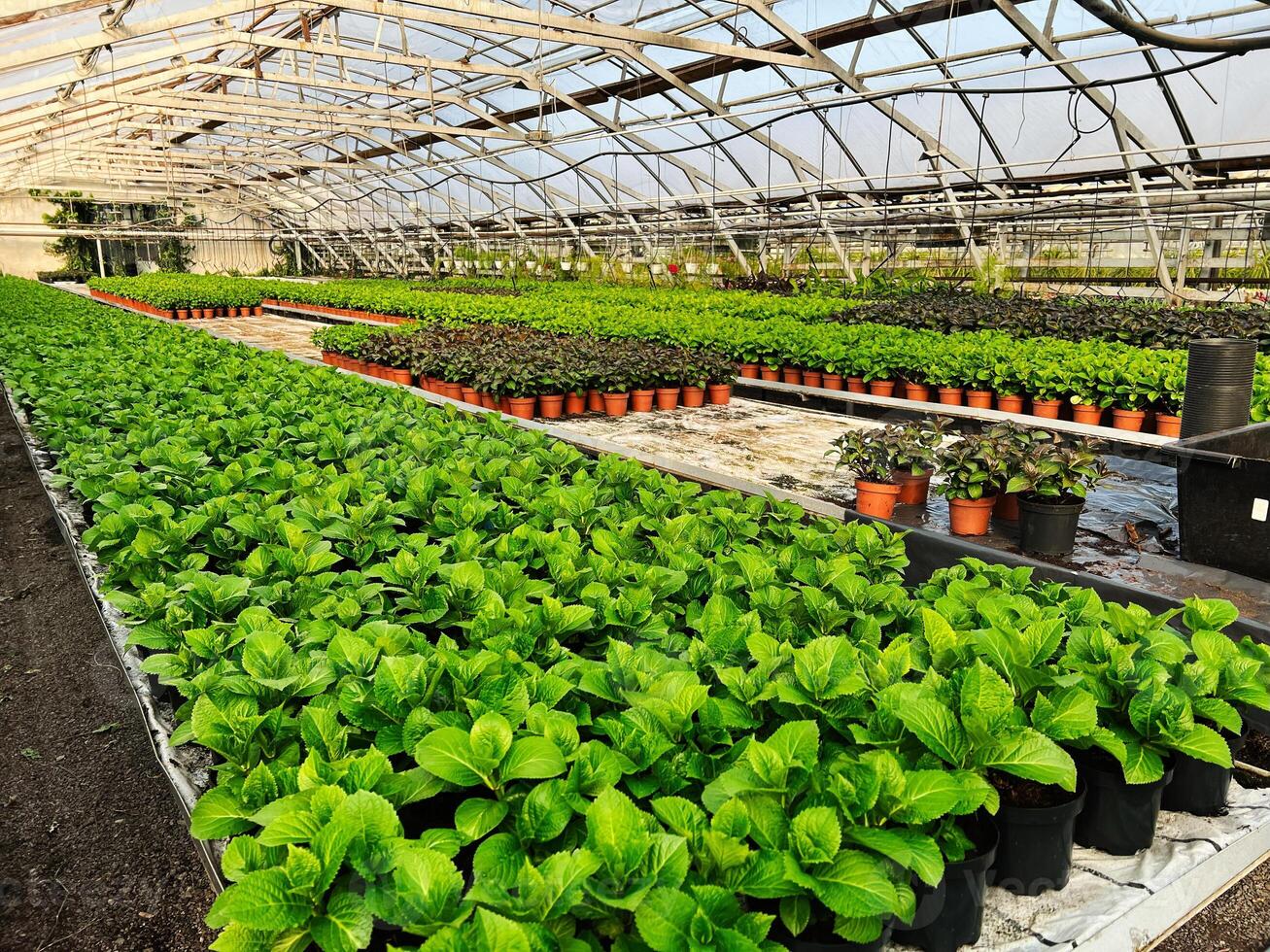 Lush green plants in a greenhouse with controlled environment for cultivation photo