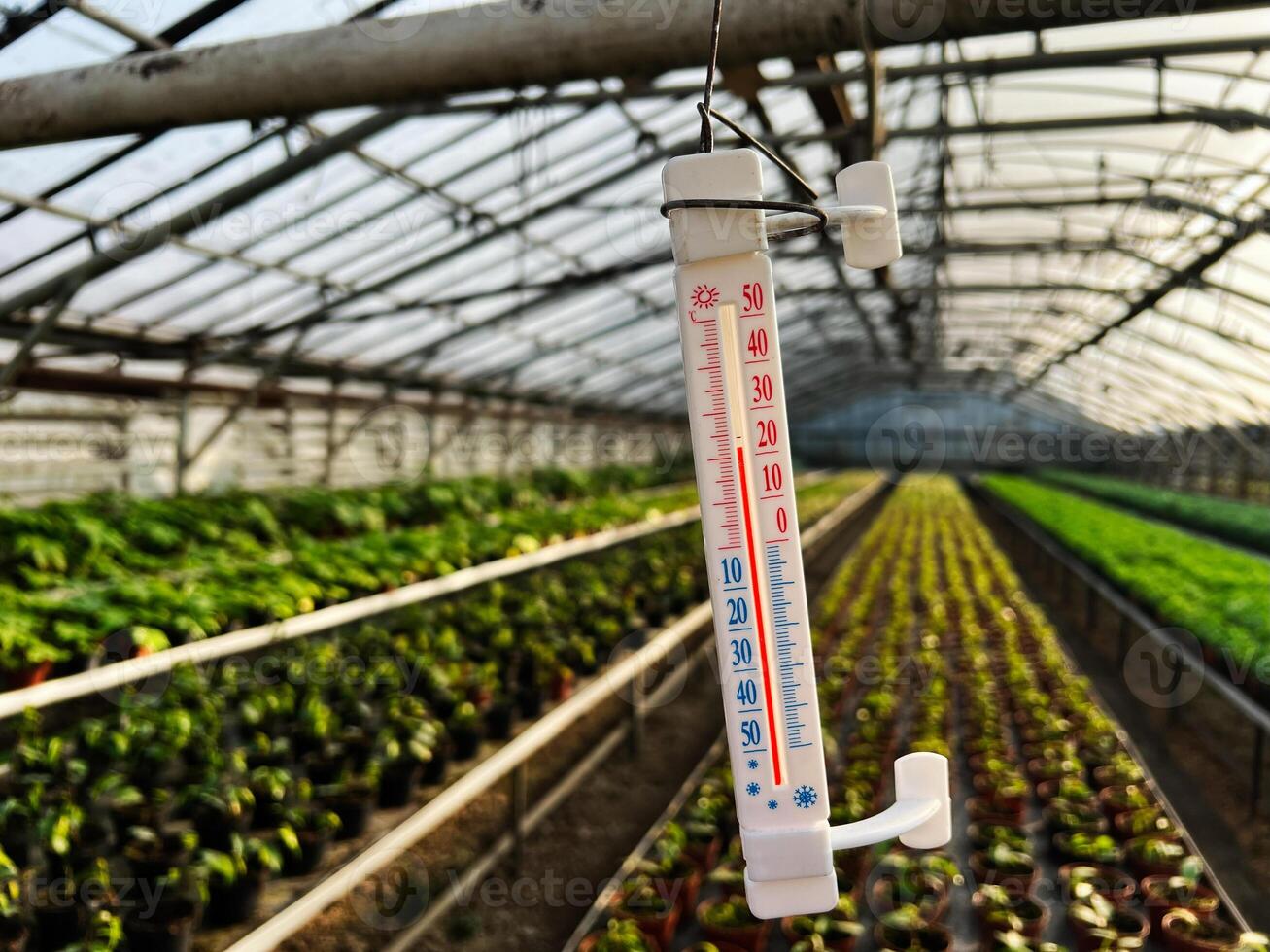 Thermometer inside a greenhouse with rows of plants and natural lighting photo