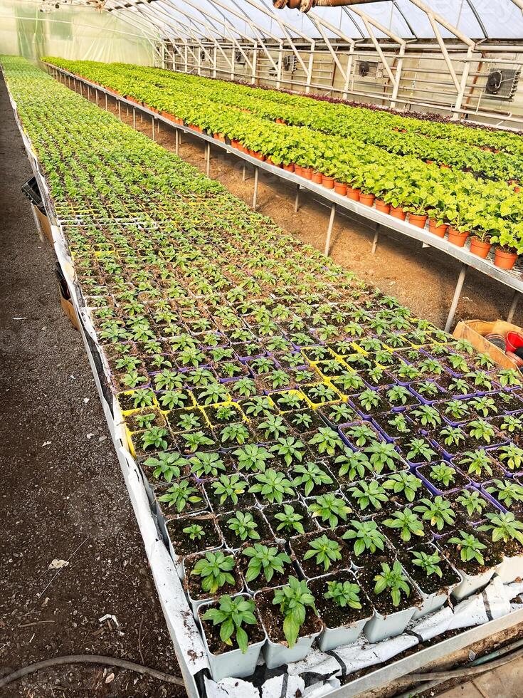Vibrant seedlings and plants growing in rows inside a spacious greenhouse photo