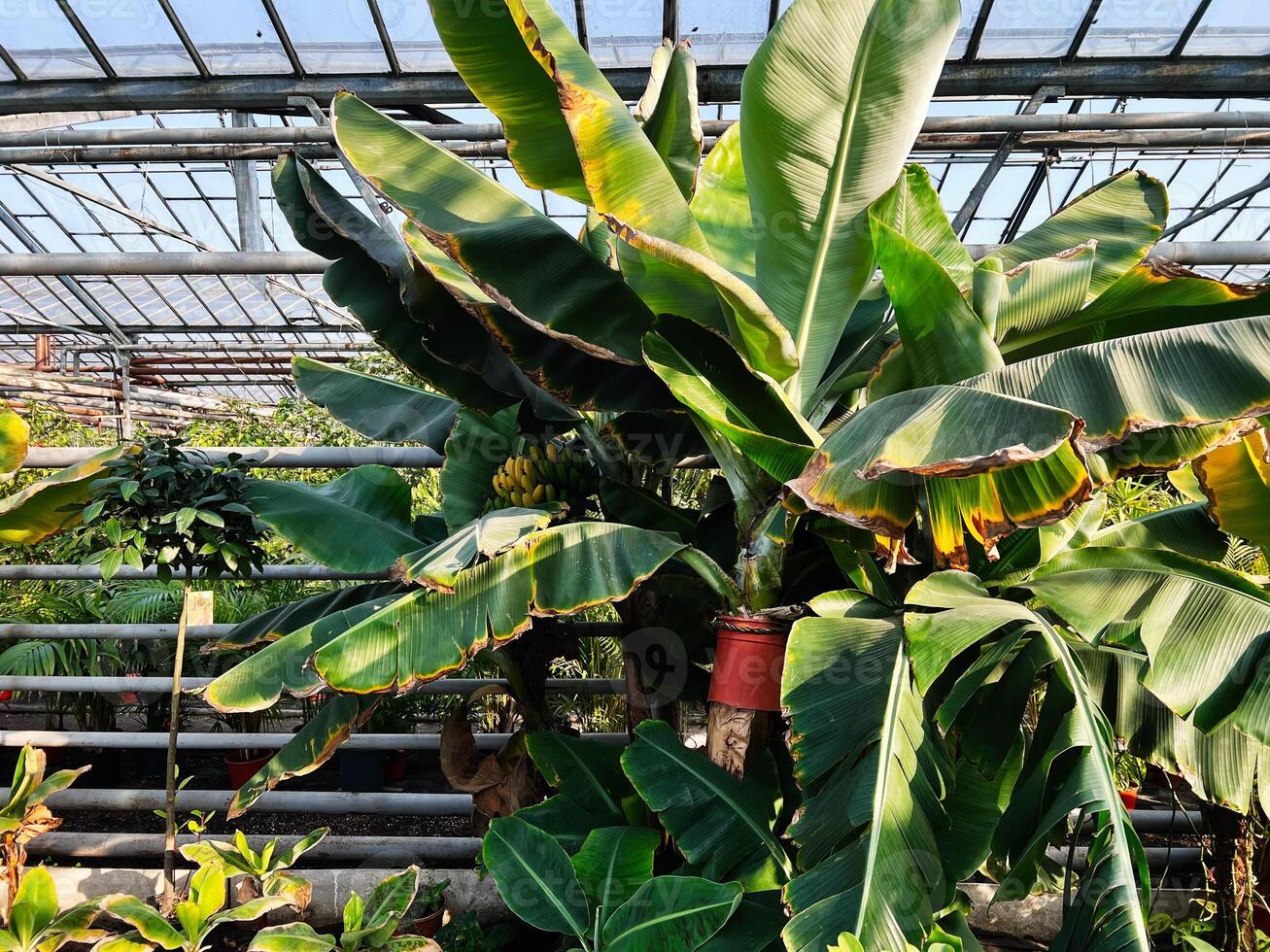 Tropical greenhouse containing banana plants with ripe fruit and lush green foliage photo