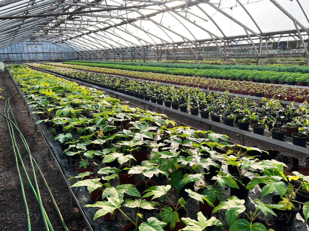Vibrant rows of young plants growing in a large modern greenhouse photo