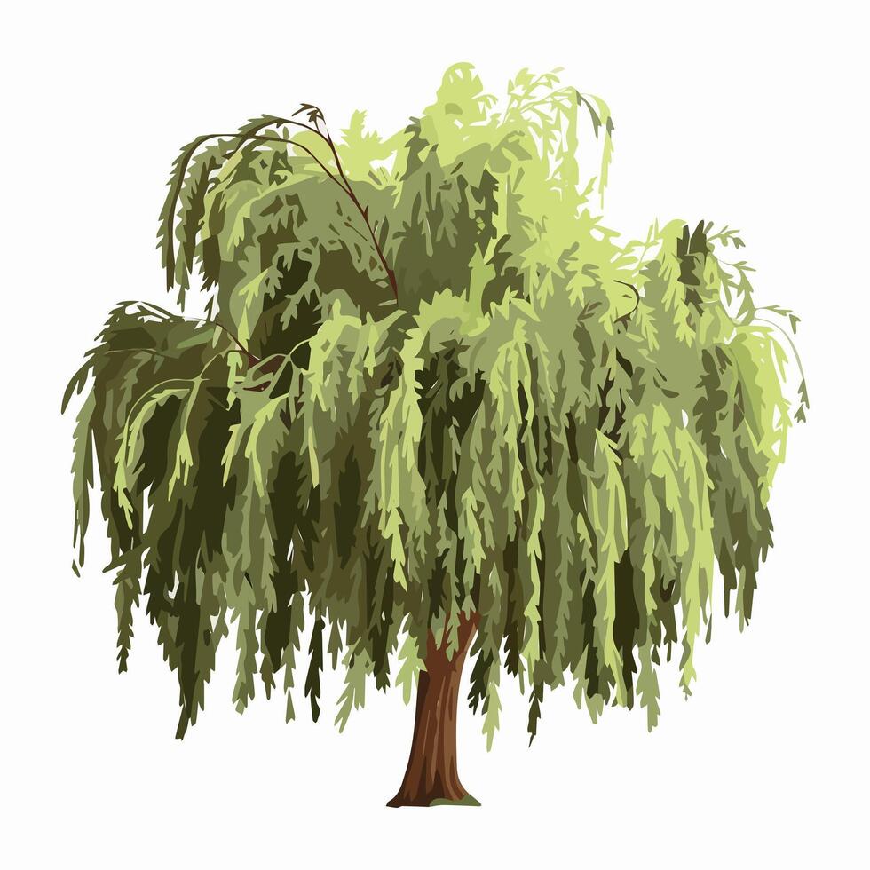 A willow tree on a white background vector
