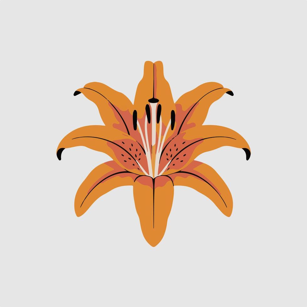 An orange lily on a white background vector