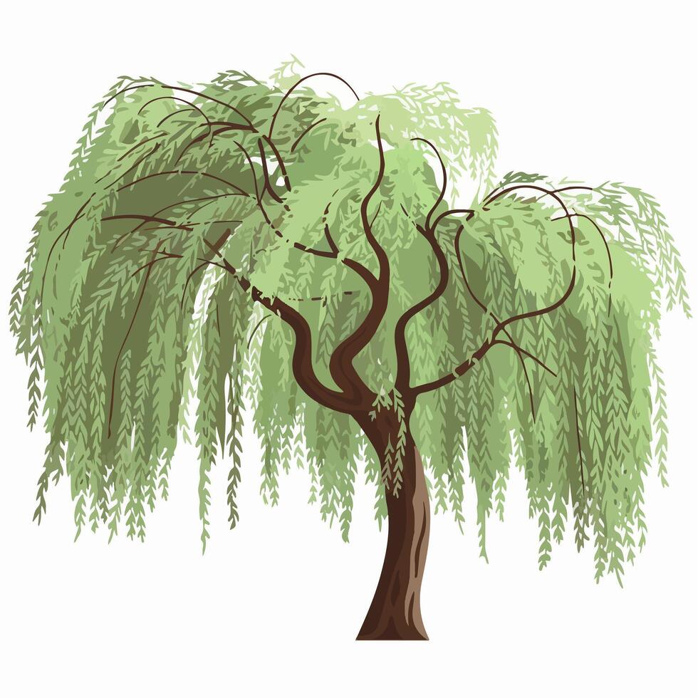 Willow tree on a Plain White Background vector