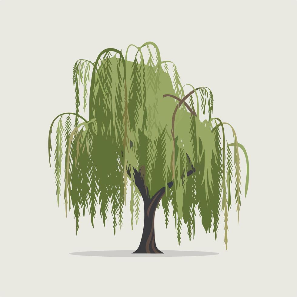 Serene Willow Tree Isolated on White vector