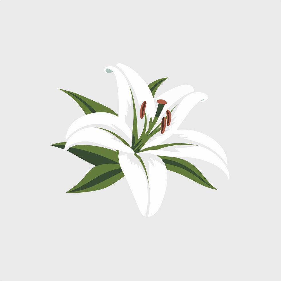 White lily flower illustration vector