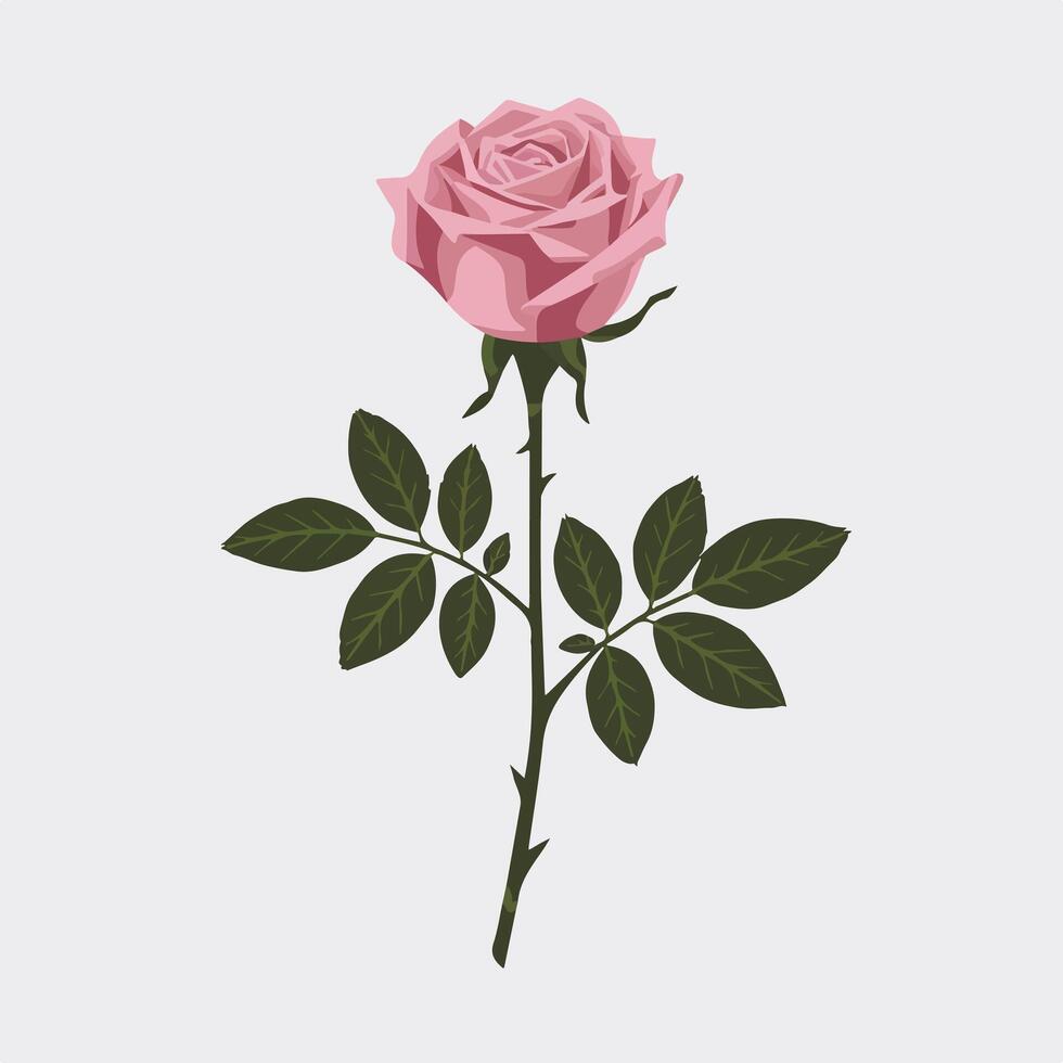 A pink rose with leaves on a white background vector