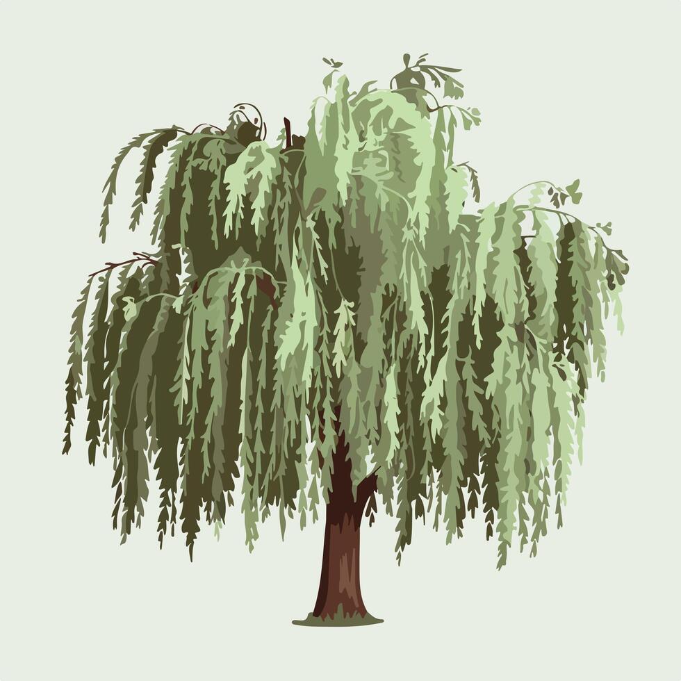 A willow tree with leaves on it vector