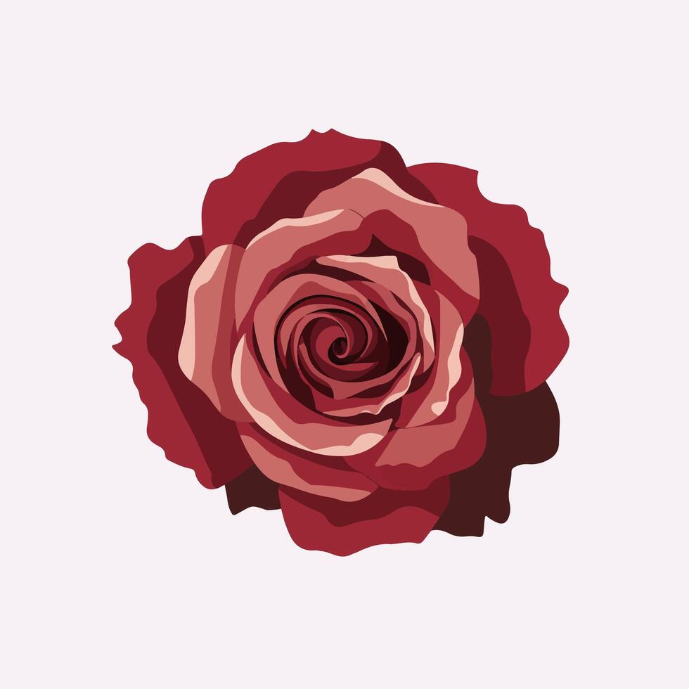 A red rose on a white background vector