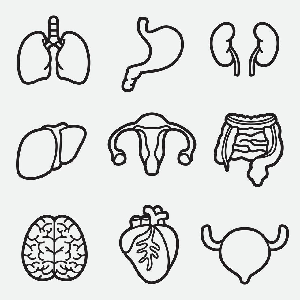 set of internal organs with outline style good for logo, coloring book, coloring page, icon, etc vector