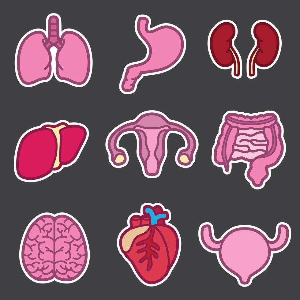 set of internal organs good for sticker, badge, element design, icon, etc vector