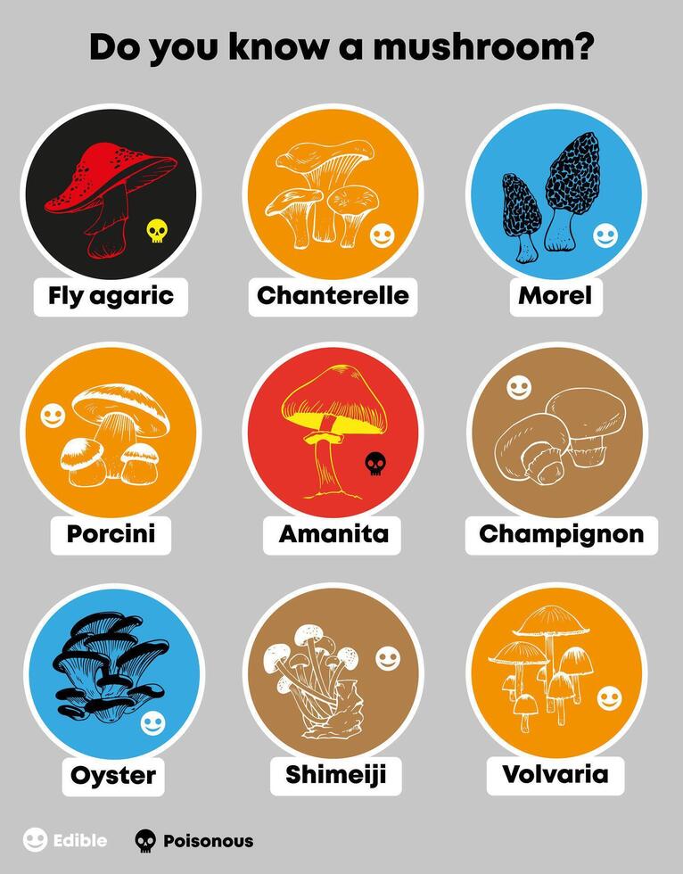 infographic sticker set with various edible and poisonous mushroom isolated vector