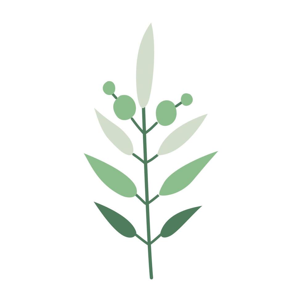 olive branch with leaves and berries on a white background vector