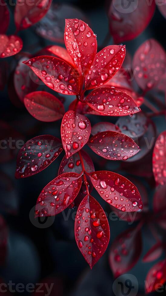 Closeup of magenta petals with dew on a terrestrial plant photo