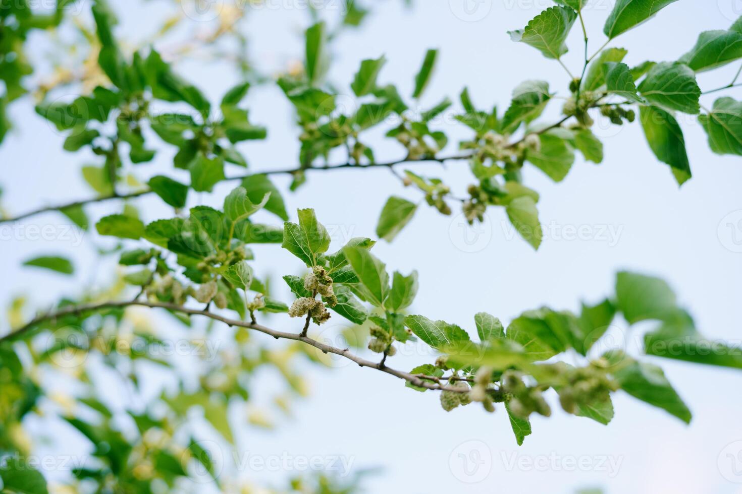 White mulberry on green tree branches against a blue sky photo