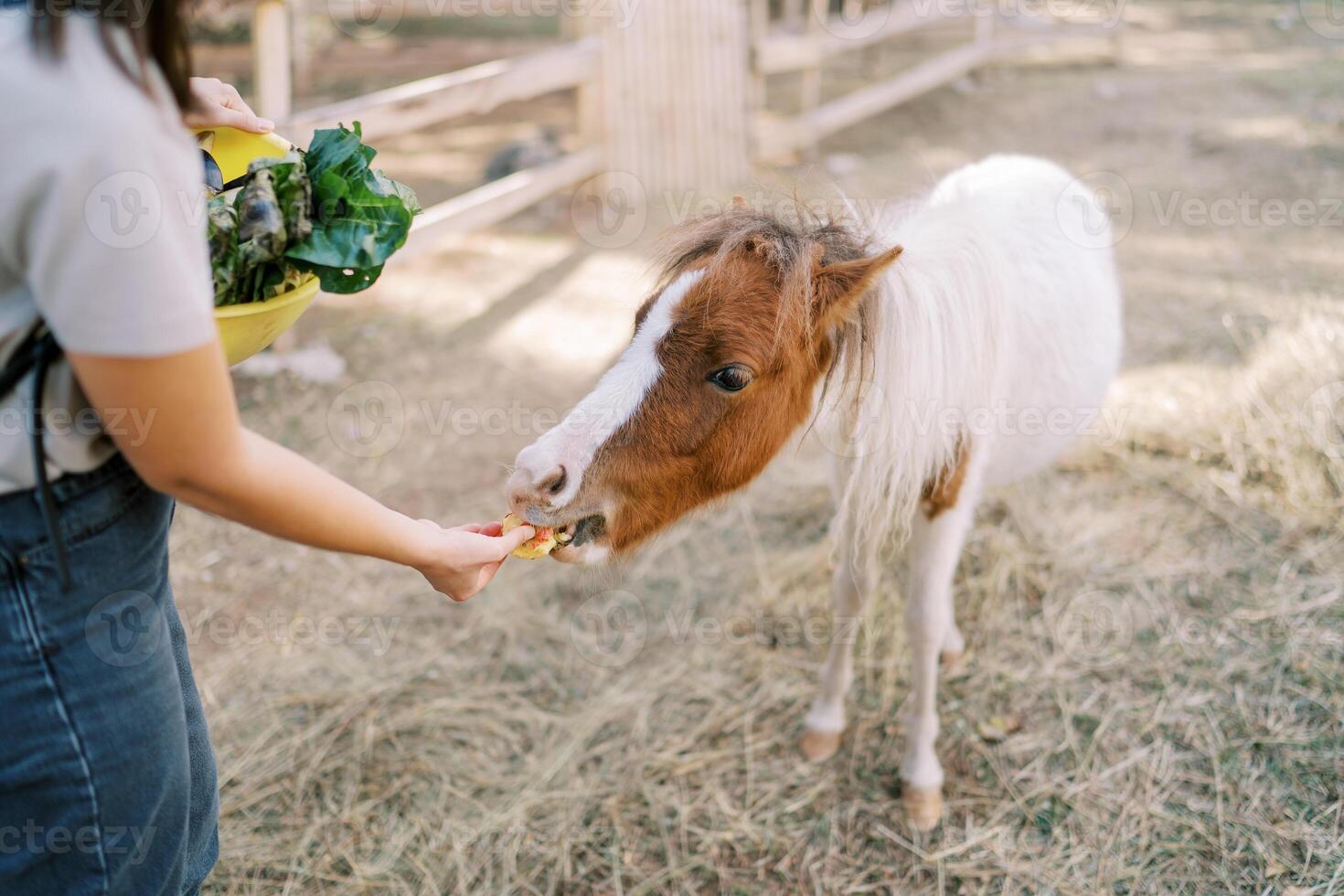 Young woman feeds a white and brown pony while standing in a sunny park. Back view. Cropped photo