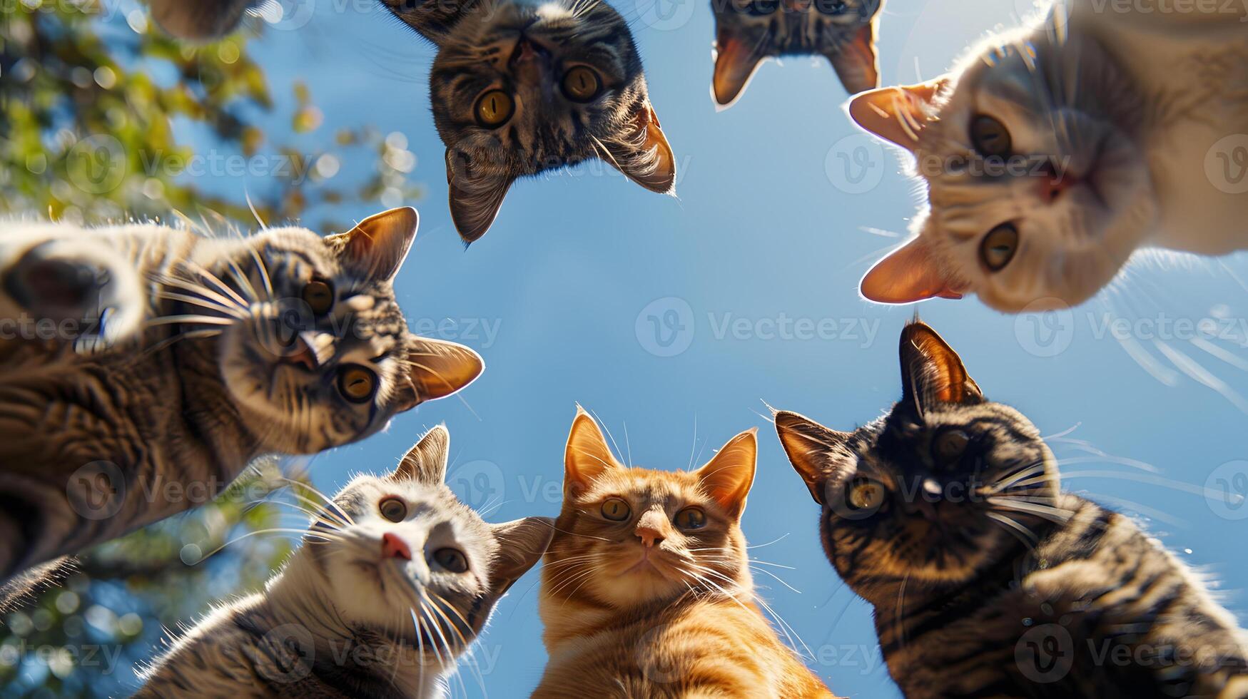 A group of Felidae organisms standing in a circle, gazing up at the sky photo
