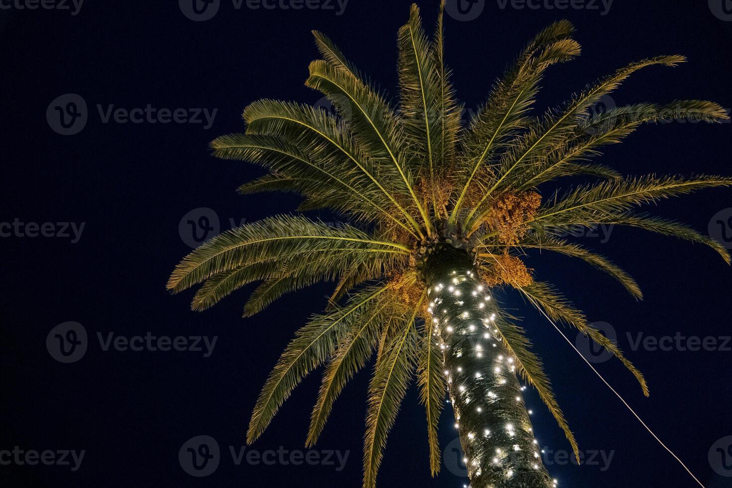 Luminous garlands on the trunk of a palm tree illuminate the green crown. Bottom view photo