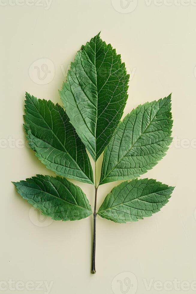 Terrestrial plant with three green leaves and a stem on a white background photo