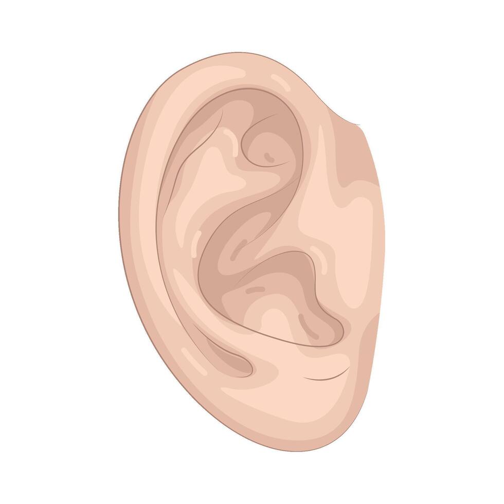 Illustration of human Ear vector