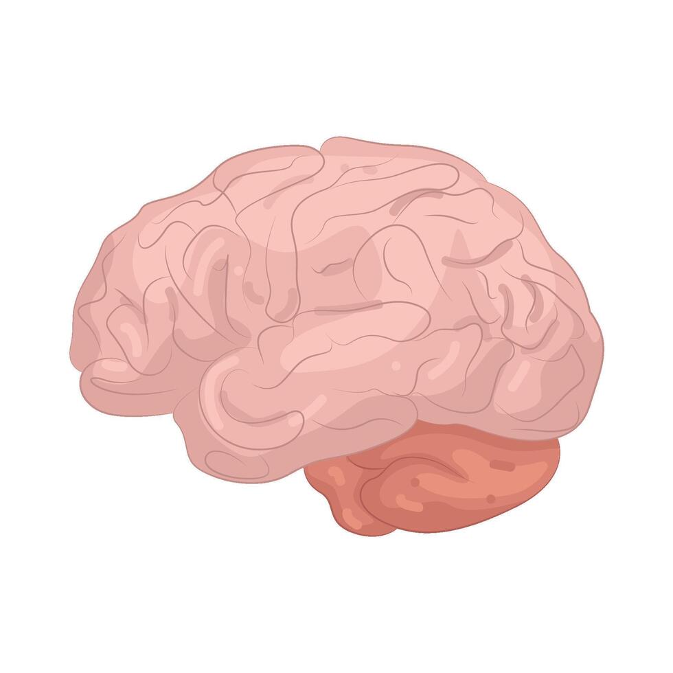 Illustration of Human Brains vector