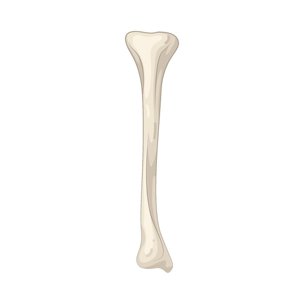 Illustration of human Bones vector