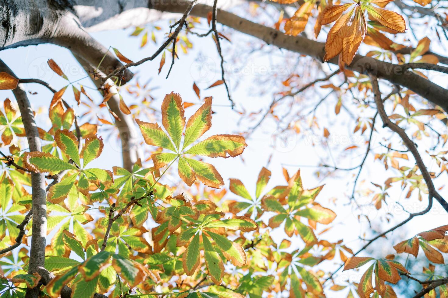 View of a sunny sky through yellowing chestnut leaves on a tree photo