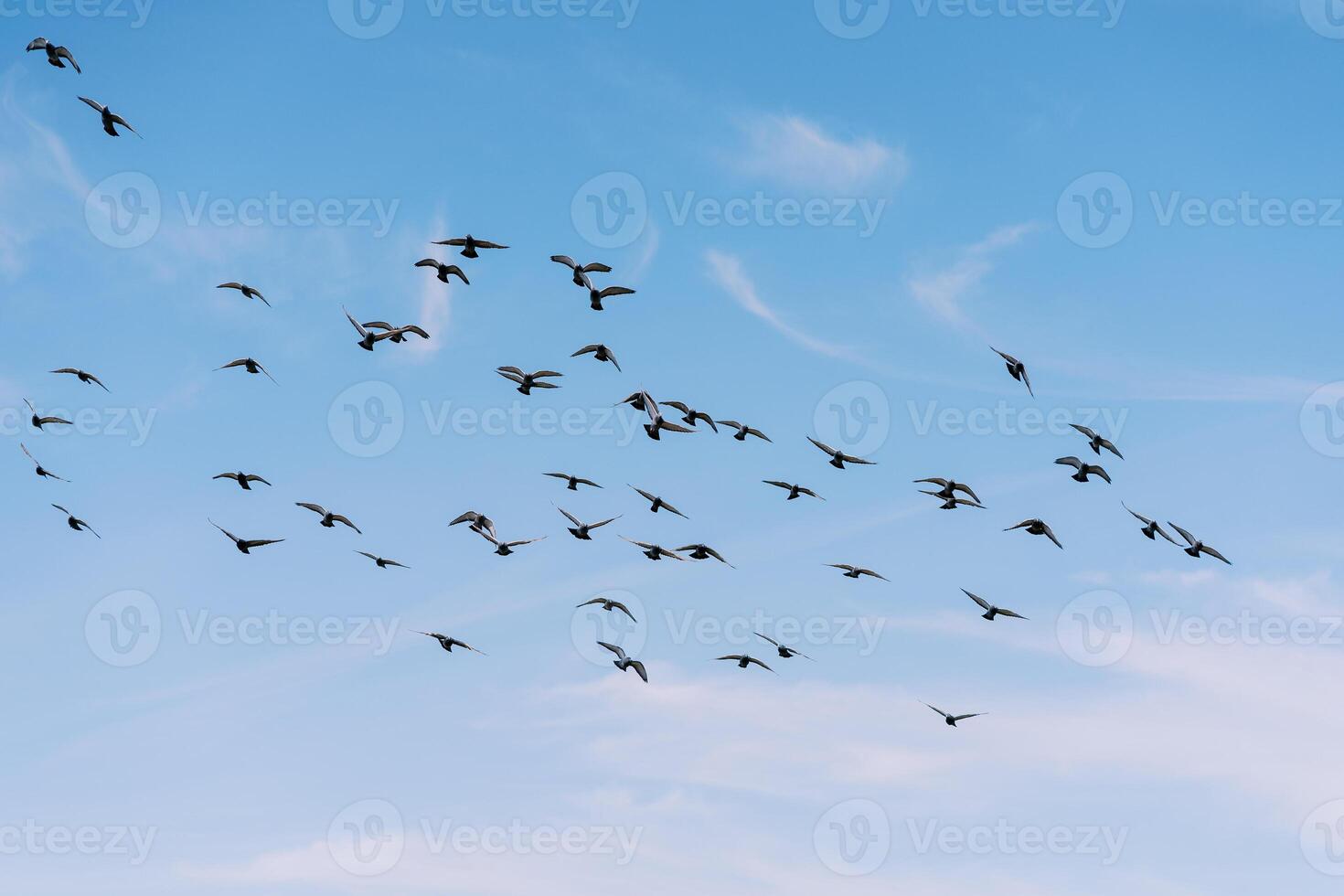 Flock of pigeons flies in the blue sky among white clouds photo
