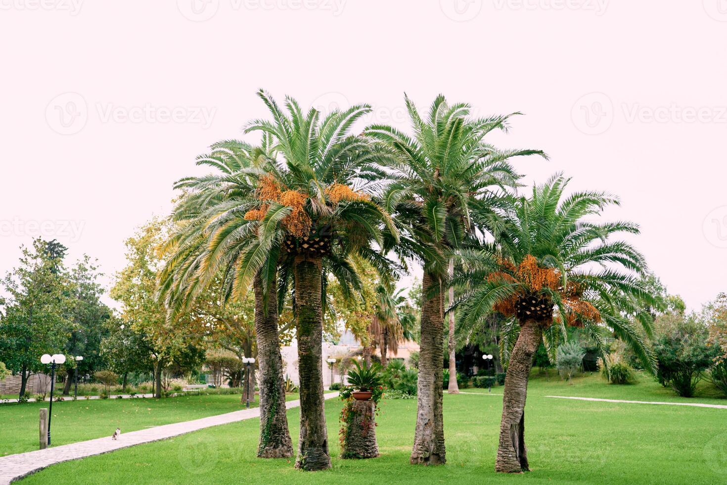 Date palms with ripe dates grow in the yard near an apartment building photo