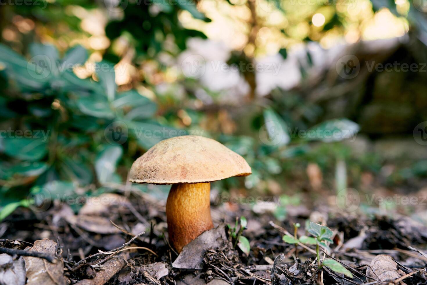 Boletus mushroom grows in the forest among fallen leaves photo