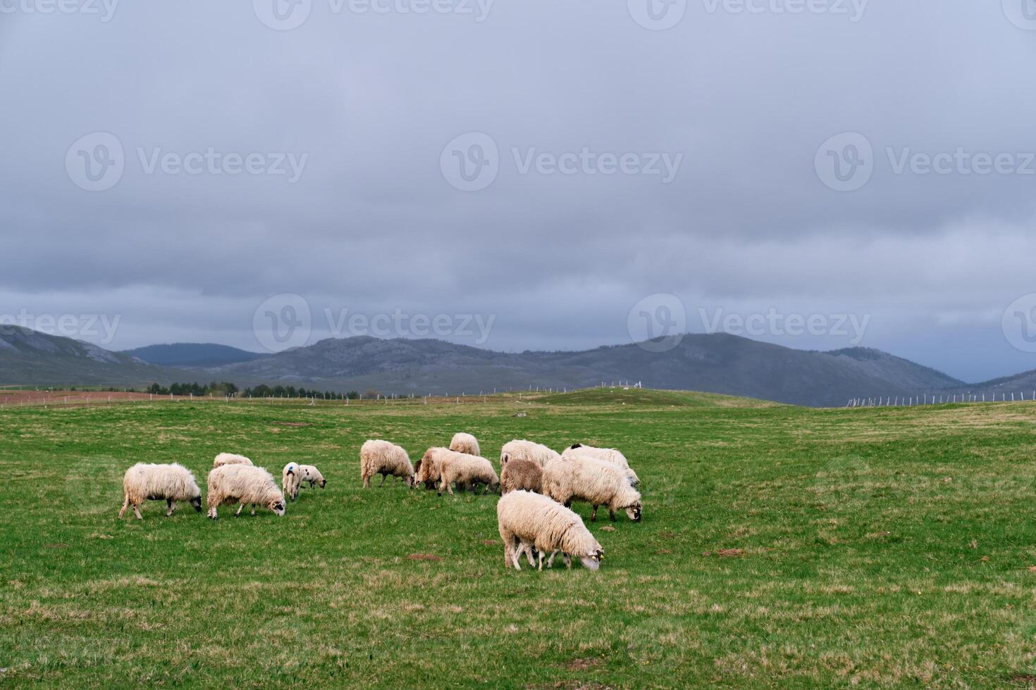 White sheep graze on a green plain with mountains in the background photo