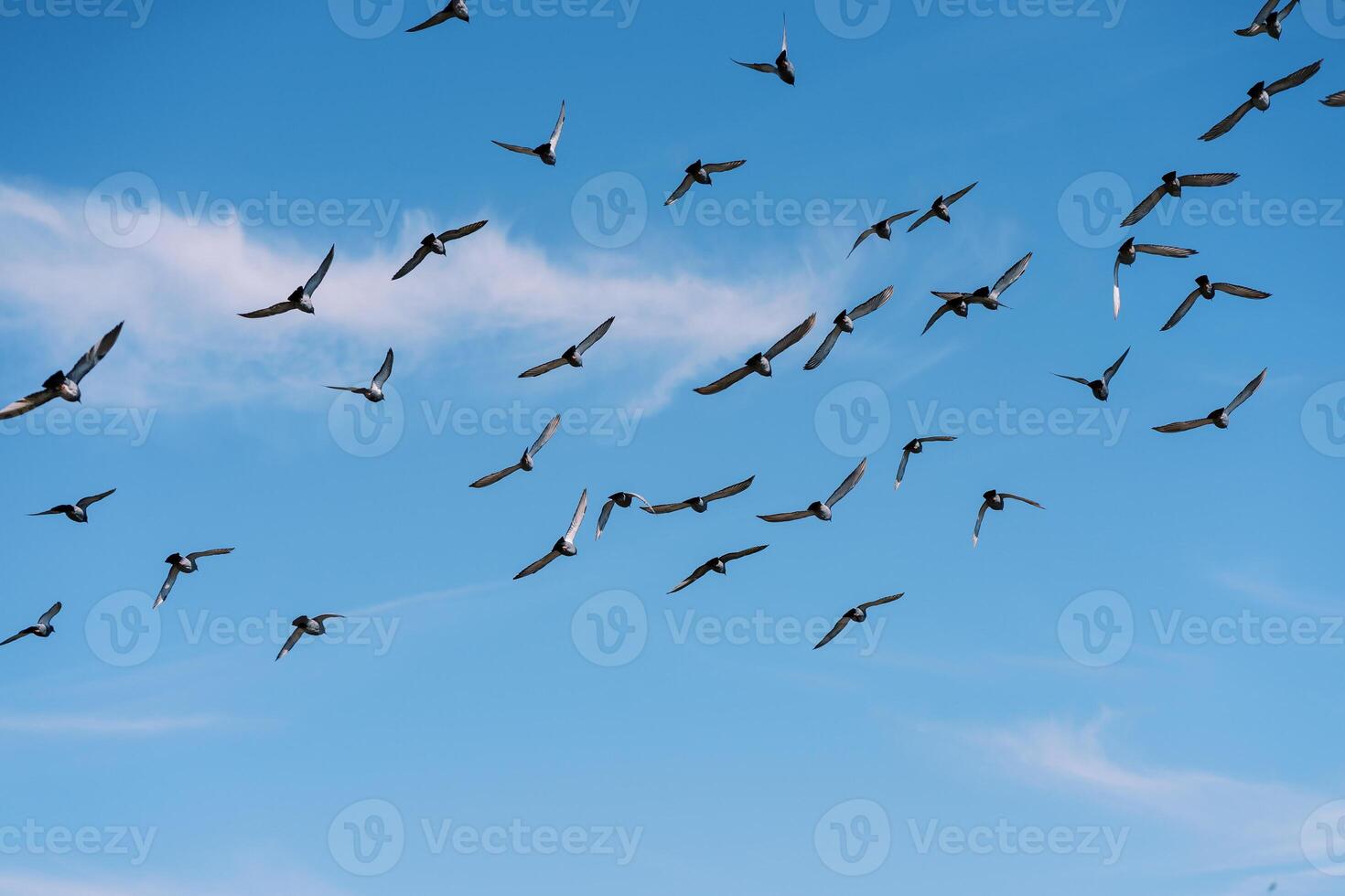 Flock of pigeons flies high in the blue sky photo