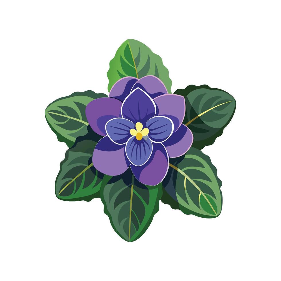 Beautiful African Violet Plant Illustration vector