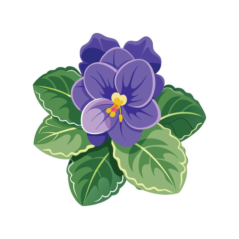 Lovely Saintpaulia Plant Illustration vector
