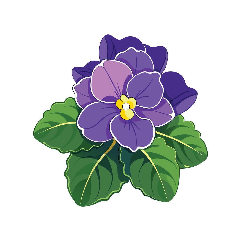 Vibrant Saintpaulia Plant Illustration vector