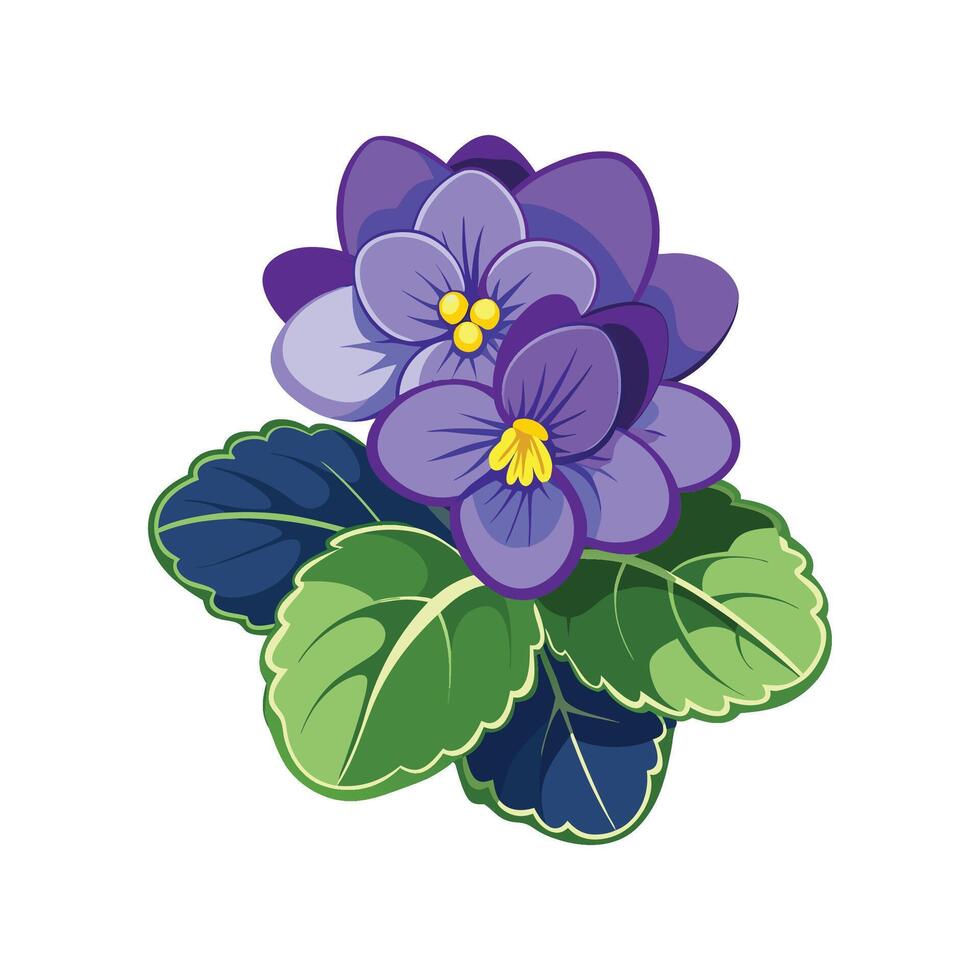 Gorgeous Saintpaulia Plant Artwork vector