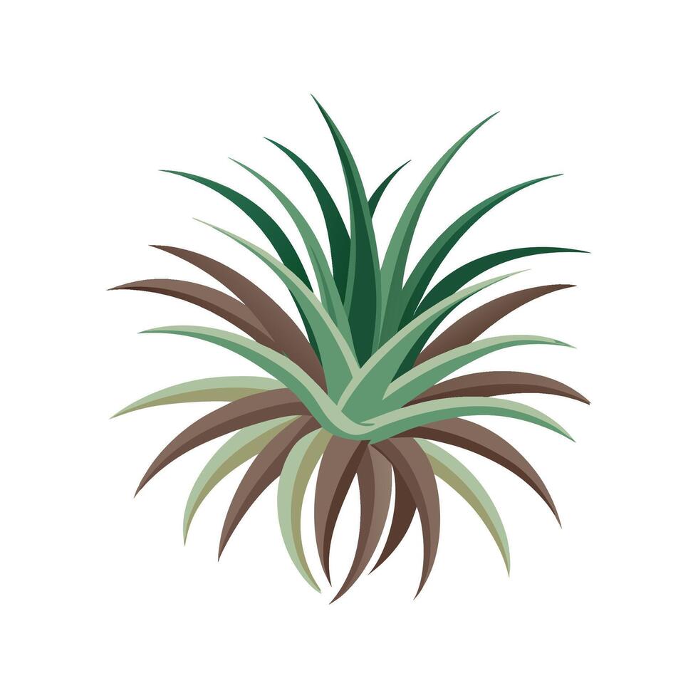 Elegant Tillandsia Air Plant Artwork vector