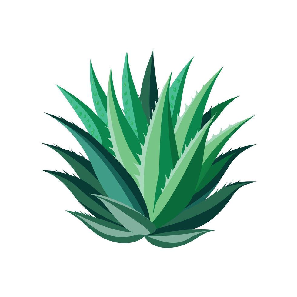 Elegant Aloe Aristata Plant Design vector